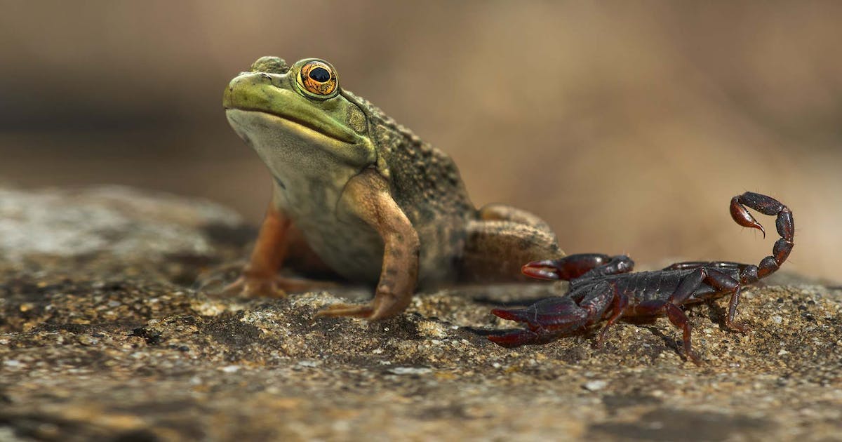 frog scorpion