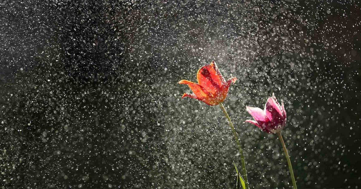 rain flower