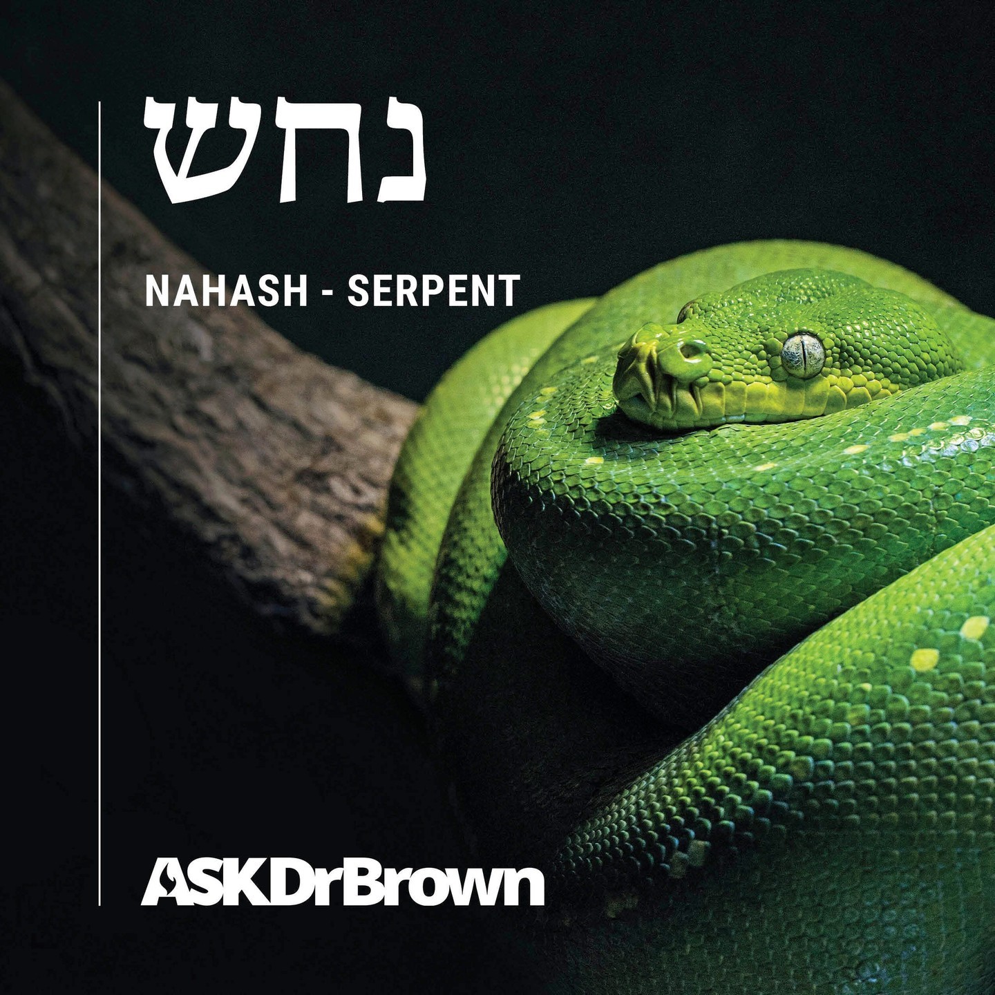 “Now the serpent was more crafty than any of the wild animals the Lord God had made. He said to the woman, ‘Did God really say, ‘You must not eat from any tree in the garden’?’.” Psalms 3:3
#askdrbrown #hebrew #biblicallanguage #dailywisdom #dailybibleverse  #dailyencouragement #GodsWord #verseoftheday